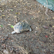 фото из отзыва ID 1778747