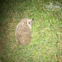 фото из отзыва ID 1778747