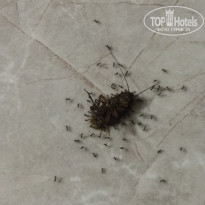 фото из отзыва ID 1778839