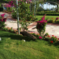 фото из отзыва ID 1778871