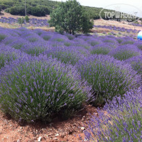 фото из отзыва ID 1779961