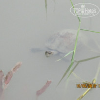 фото из отзыва ID 1771608