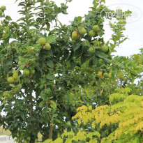 фото из отзыва ID 1779611