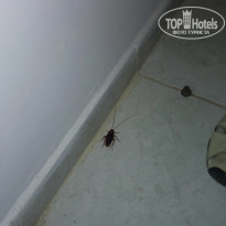 фото из отзыва ID 1780037