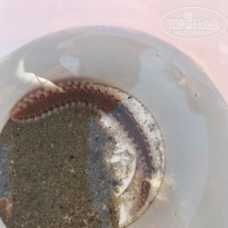 фото из отзыва ID 1780721