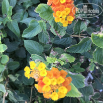 фото из отзыва ID 1780898