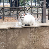 фото из отзыва ID 1781902