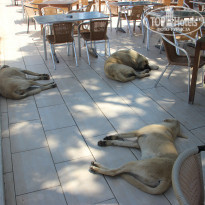 фото из отзыва ID 1782290