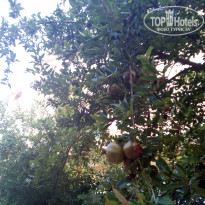 фото из отзыва ID 1782651