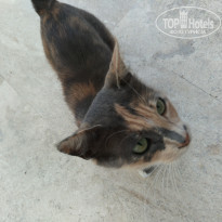 фото из отзыва ID 1784347