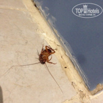 фото из отзыва ID 1784689