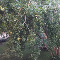 фото из отзыва ID 1785442