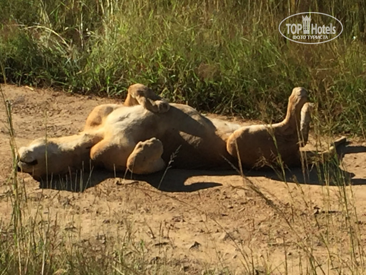 New photos from tourists Ngare Sero Mountain Lodge 5*