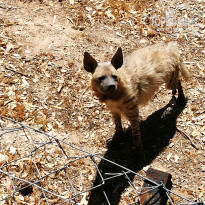 фото из отзыва ID 1787067