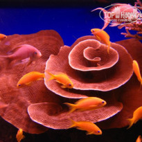 фото из отзыва ID 179978