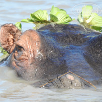 фото из отзыва ID 1790027