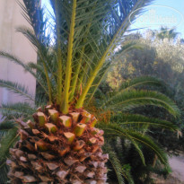 фото из отзыва ID 1790382