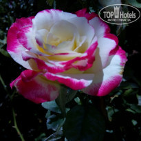 фото из отзыва ID 1791250