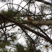 фото из отзыва ID 1791485