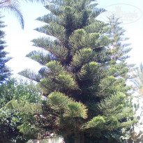 фото из отзыва ID 1796600