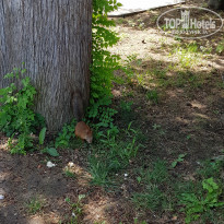 фото из отзыва ID 1796939