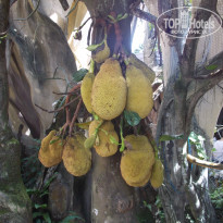 фото из отзыва ID 1798202