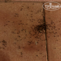 фото из отзыва ID 1795643