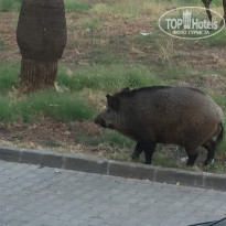 фото из отзыва ID 1800103