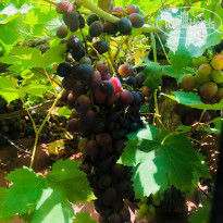 фото из отзыва ID 1800188