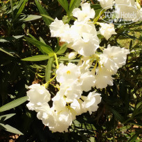 фото из отзыва ID 1801840