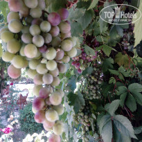 фото из отзыва ID 1803216