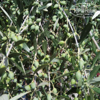 фото из отзыва ID 1803741