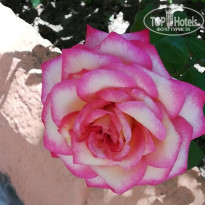 фото из отзыва ID 1804695