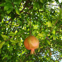 фото из отзыва ID 1804695