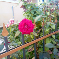 фото из отзыва ID 1804737