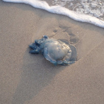 фото из отзыва ID 1805406