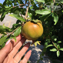 фото из отзыва ID 1805513