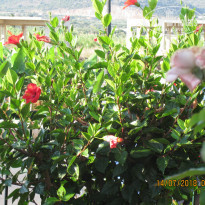 фото из отзыва ID 1808525