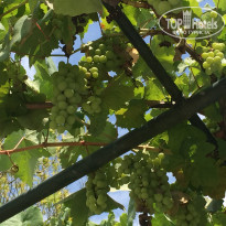 фото из отзыва ID 1808657