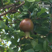 фото из отзыва ID 1808657