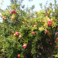 фото из отзыва ID 1809533