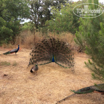 фото из отзыва ID 1810034