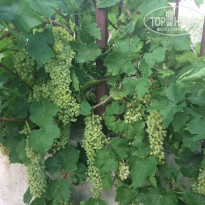 фото из отзыва ID 1810034