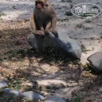 фото из отзыва ID 1810095