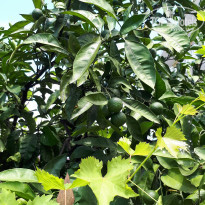 фото из отзыва ID 1810347