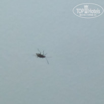 фото из отзыва ID 1810411