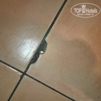 фото из отзыва ID 1810691