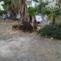 фото из отзыва ID 1811431