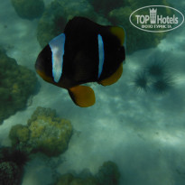 фото из отзыва ID 1811602