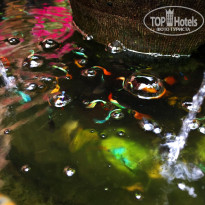 фото из отзыва ID 1811737